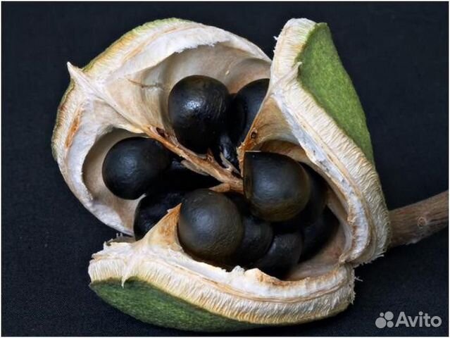 Орех Чекалкин, морозостойкий, семена