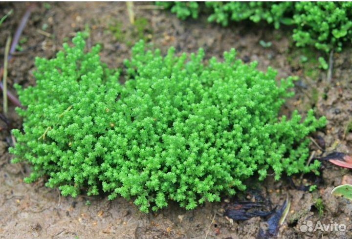 Очиток почвопокровный, 2х видов