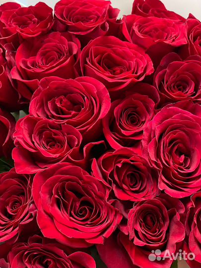 Красные розы эквадор
