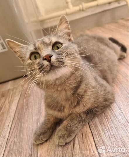 Кошка Мышка в дар Надёжным людям. Стерилизована