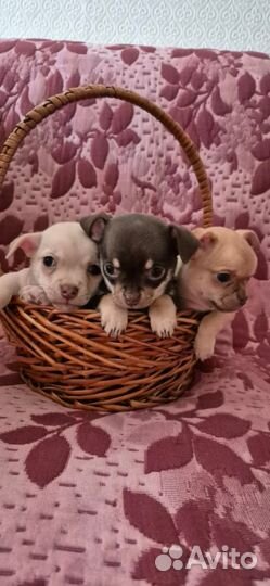 Щенки чихуахуа девочки