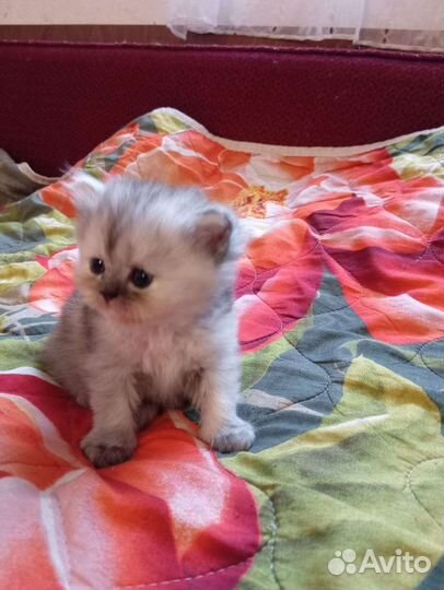 Персидские кошки