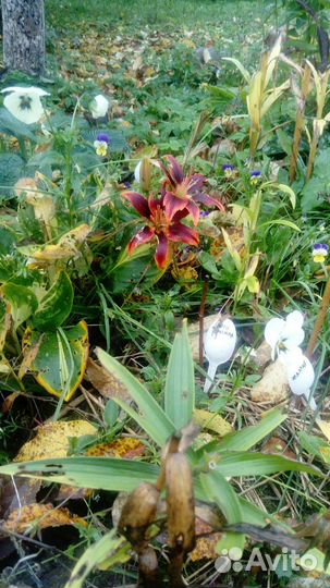 Многолетние растения Хоста