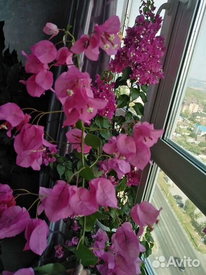 Бугенвиллия взрослое растение