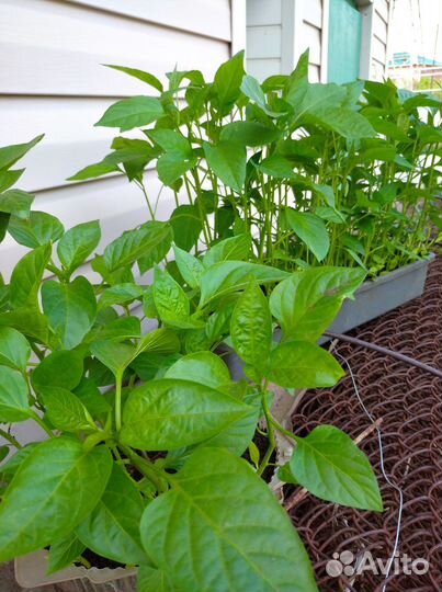 Рассада перца и баклажан