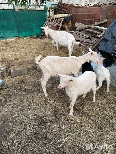 Зааненские козы дойные