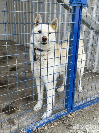 Метисы хаски и лаек скоро окажутся на улице