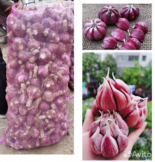 Озимый чеснок для посадки с доставкой