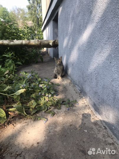 Кошечка в добрые руки