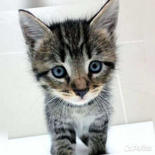 Котята, котёнок любой окрас в добрые руки