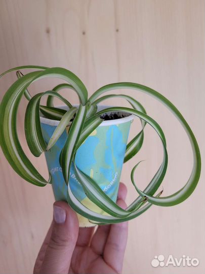 Хлорофитум бонни