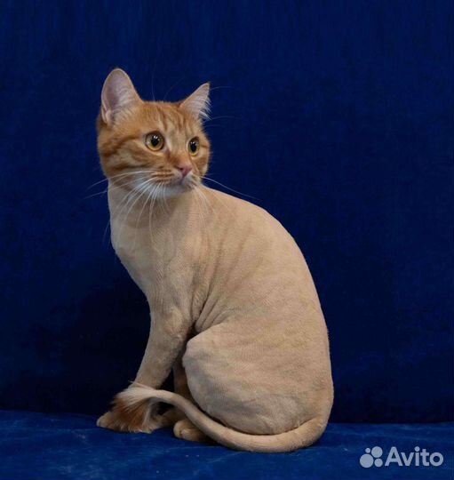 Кастрация котов на дому, стрижка, передержка