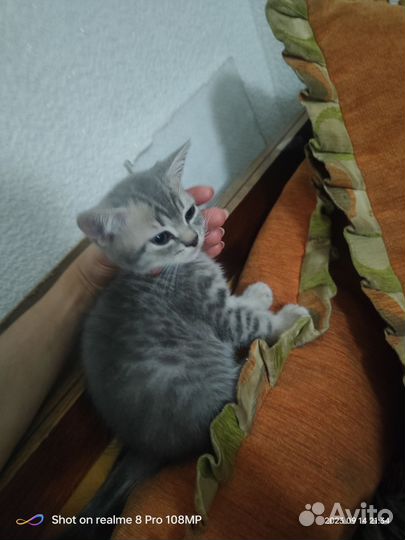 Британские котята