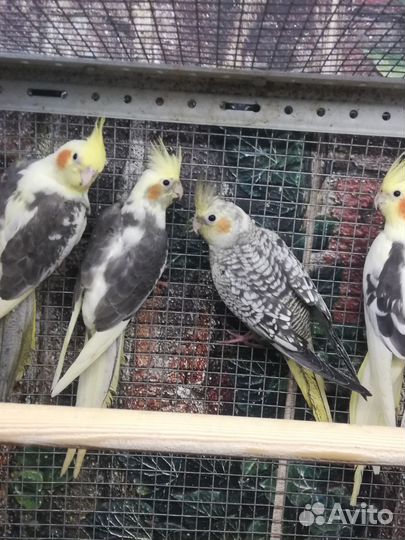 Попугаи корелла птенцы, клетки