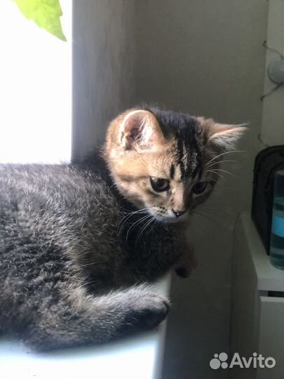 Котята золотая шиншилла