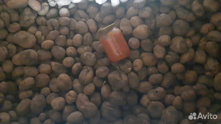 Картофель на еду