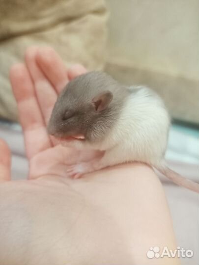 Декоративные крысята