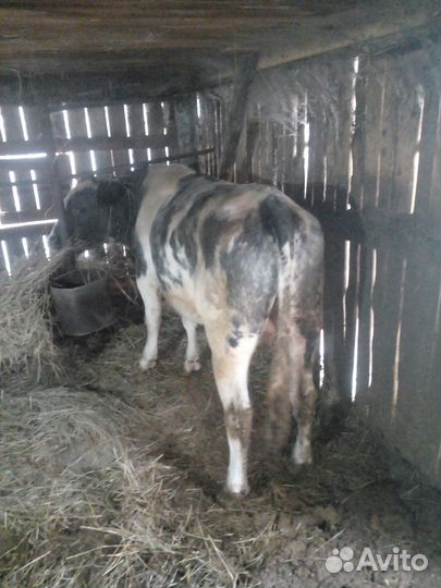 Продам быка и телку