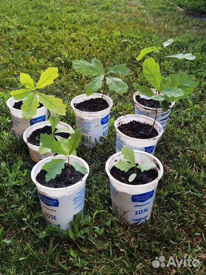 Саженцы дуба