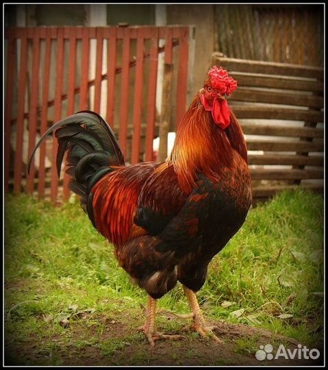 Петух