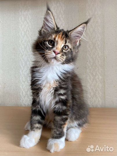 Котята мейн-кун