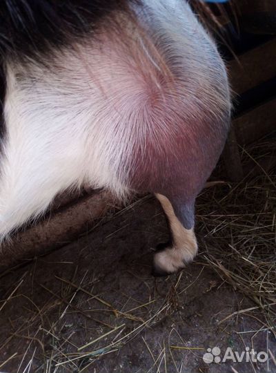 Коза дойная