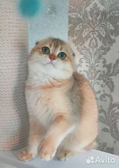 Золотые котята