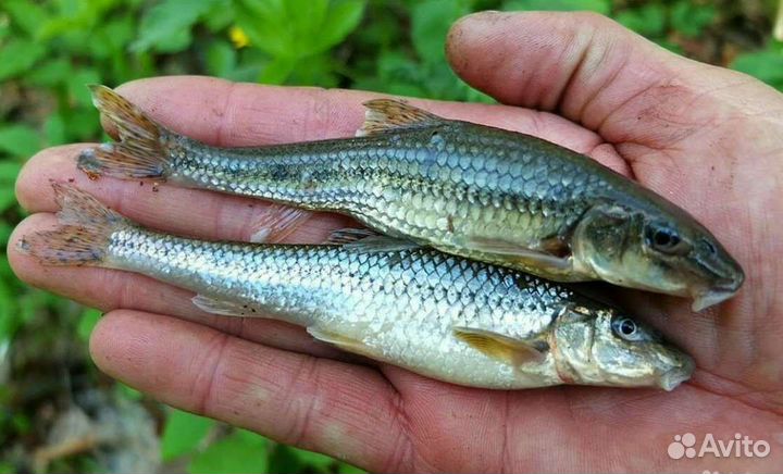 Наживка, живец, червь, опарыш, мотыль