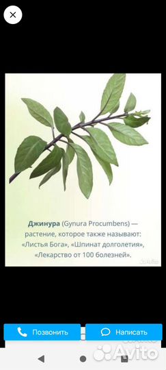 Джинура листья бога