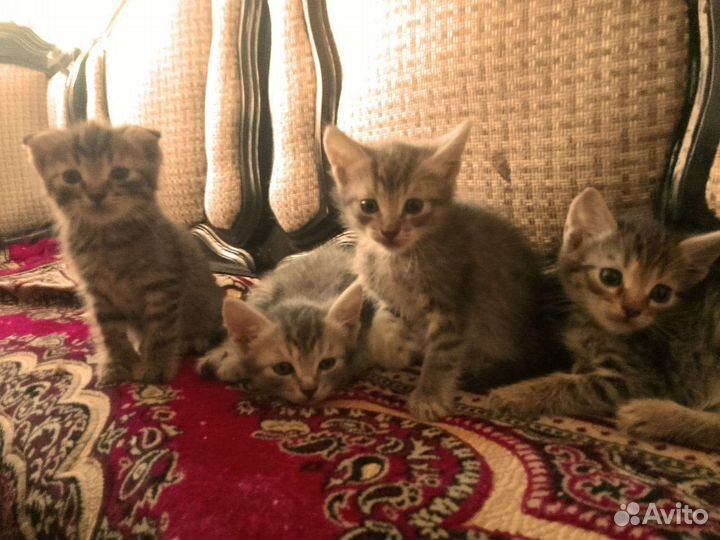 Кошка в дар бесплатно