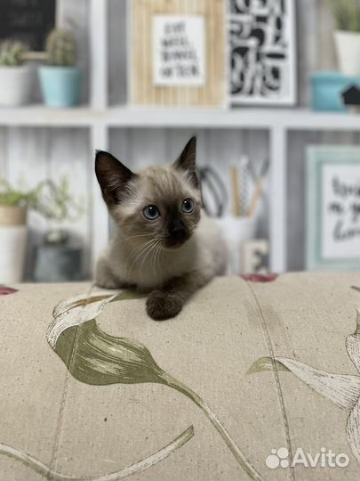 Сиамский котенок девочка