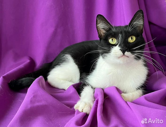 Кошка Софья в добрые руки (окрас черный с белым)