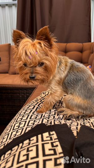 Передержка домашних животных