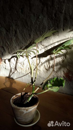 Филодендрон лучистый