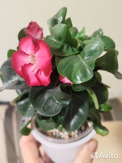 Адениумы мини, барашки, привитые