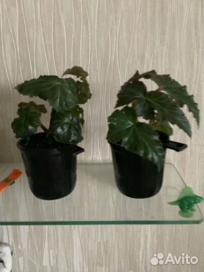 Бегония желтая