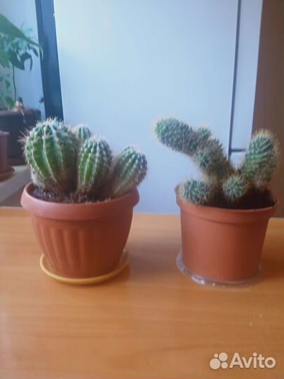 Антуриум и другие цветы