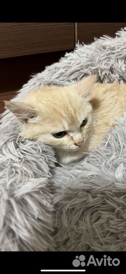 Котенок
