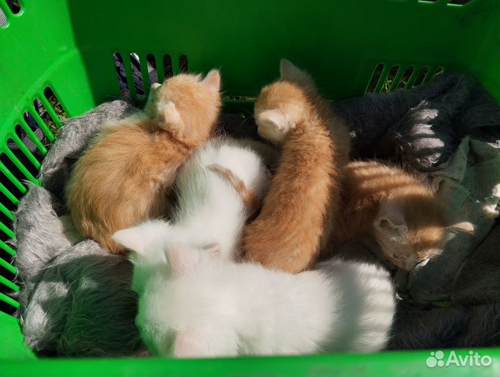 Котята