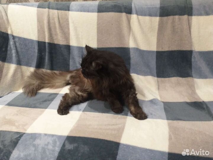 Кот Степан 9 лет