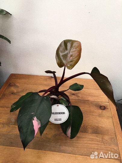 Филодендрон розовая принцесса