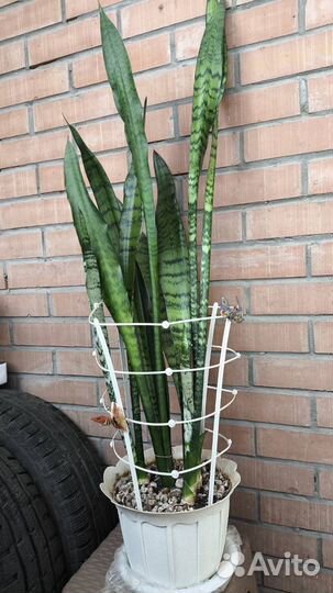 Комнатные растения цветы