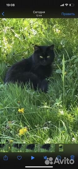 Кошечка ласковая в дом