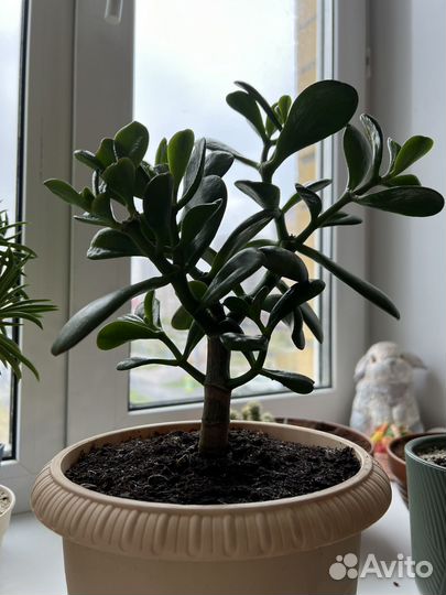 Толстянка красула денежное дерево дружбы, удачи