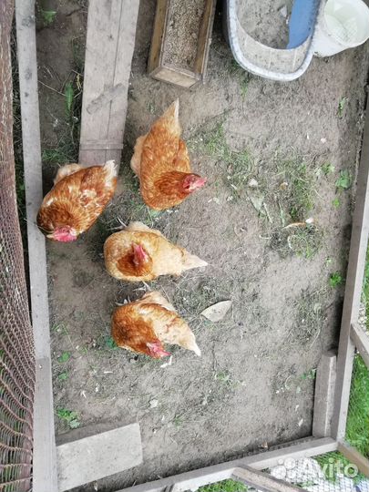 Куры несушки ломан браун