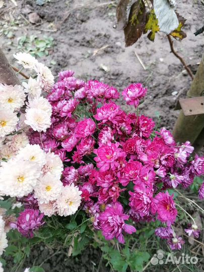 Хризантемы мультифлора