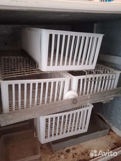 Инкубатор для яиц автоматический бу