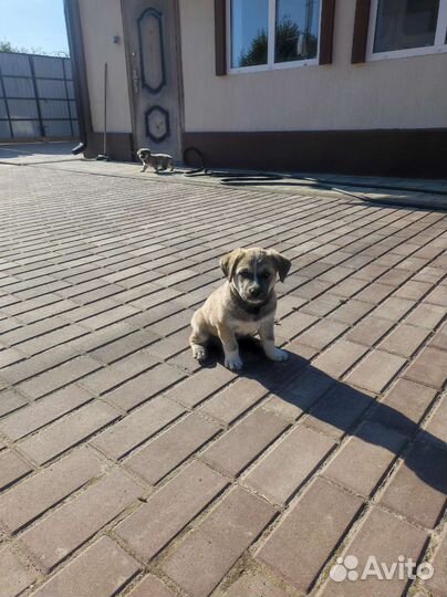 Щенки бесплатно