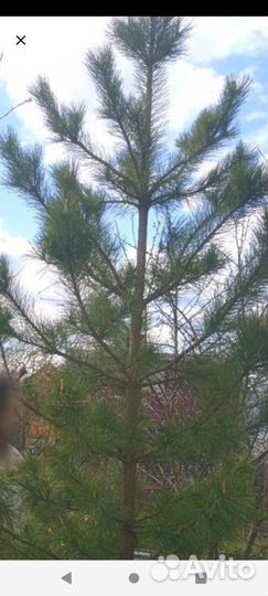 Саженцы Кедра Сибирского (зкс)