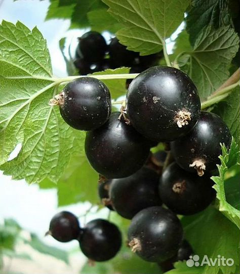 Плодовые кустарники